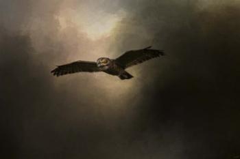 Night of The Owl 2 | Obraz na stenu