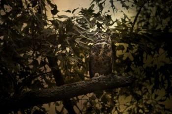 Night of The Owl 3 | Obraz na stenu