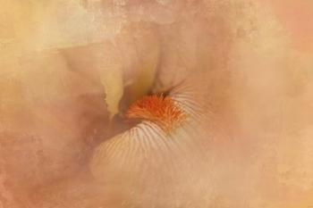 Birth of the Peach Iris | Obraz na stenu