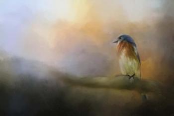 Bluebird In The Perfect Light | Obraz na stenu