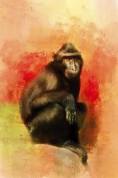 Colorful Expressions Black Monkey | Obraz na stenu
