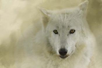 Portrait Of A Timber Wolf | Obraz na stenu