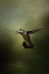 Hummingbird Over Water | Obraz na stenu