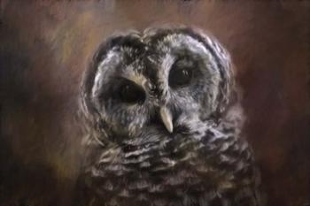The Curious Owl | Obraz na stenu