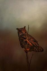 Owl In The Marsh | Obraz na stenu