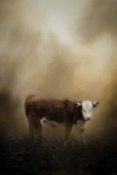 The Lone Calf | Obraz na stenu