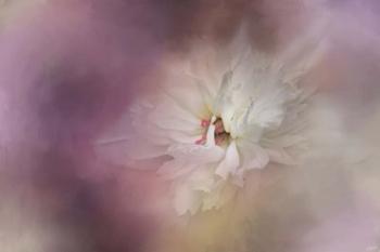 White Peony 1 | Obraz na stenu