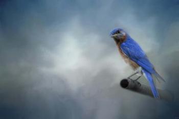 Bluebird On Patrol | Obraz na stenu