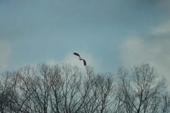 Over The Treeline | Obraz na stenu