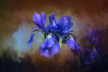 Blue Iris Blooms | Obraz na stenu