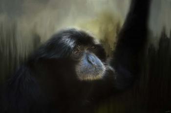 Resting Siamang Ape | Obraz na stenu