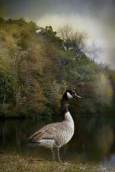The Canadian Goose | Obraz na stenu