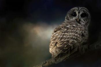 Barred Owl On A Winter Night | Obraz na stenu