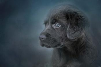 Blue Eyed Puppy | Obraz na stenu