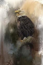 Winter Eagle 3 | Obraz na stenu