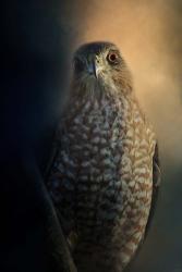 Coopers Hawk At Sunset | Obraz na stenu