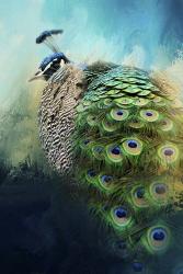 Peacock In Winter | Obraz na stenu