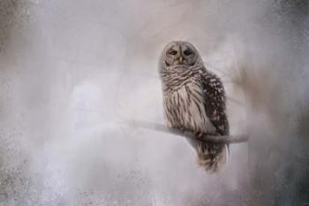 Winter Owl | Obraz na stenu