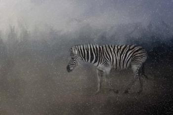 Zebra In A Snow Storm | Obraz na stenu