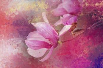 Pink Tulip Magnolia | Obraz na stenu