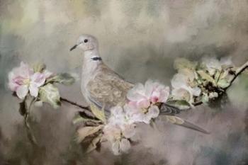 Eurasian Dove In The Garden | Obraz na stenu