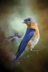 Portait Of A Bluebird | Obraz na stenu