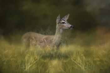 Young Buck In The Meadow | Obraz na stenu