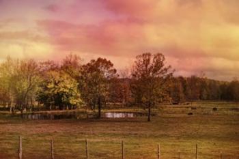 Autumn At The Cattle Farm | Obraz na stenu