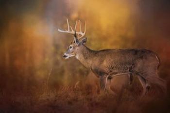Big Buck In Autumn | Obraz na stenu