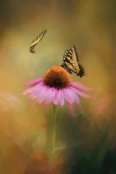 Butterflies At Play | Obraz na stenu