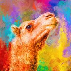 Jazzy Camel | Obraz na stenu