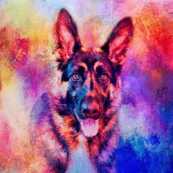 Jazzy German Shepherd | Obraz na stenu