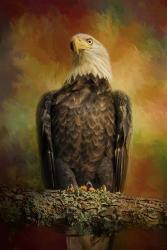 The Bald Eagle In Autumn | Obraz na stenu