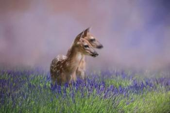 Twin Fawns In The Lavender | Obraz na stenu