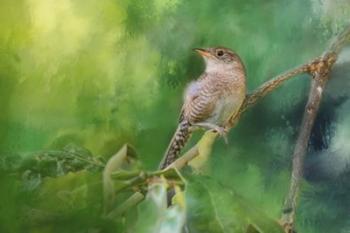 Wren In The Garden | Obraz na stenu