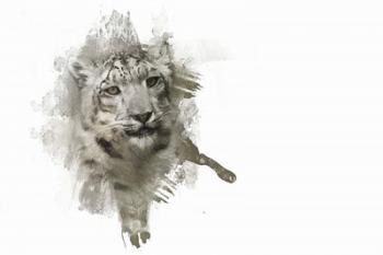 Expressions Snow Leopard | Obraz na stenu