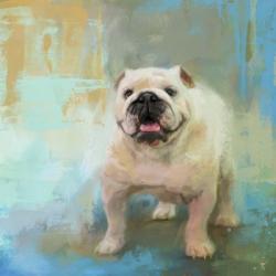 White English Bulldog | Obraz na stenu