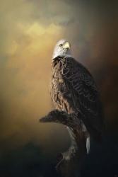 Eagle On The Levy | Obraz na stenu