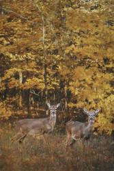 Whitetails In Autumn | Obraz na stenu