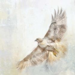 Angel Hawk | Obraz na stenu