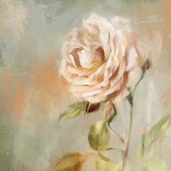 Cottage Rose | Obraz na stenu