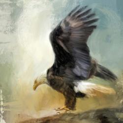 Dance Of The Bald Eagle | Obraz na stenu