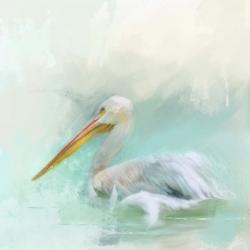 The White Pelican | Obraz na stenu