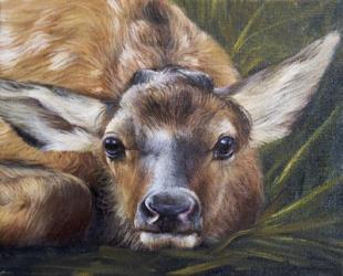 Portrait of a Fawn | Obraz na stenu