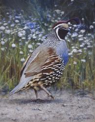 Quail Jaunts | Obraz na stenu