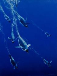 The Blue Angels | Obraz na stenu