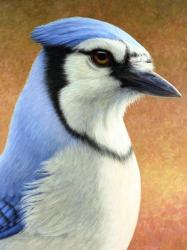 Blue Jay | Obraz na stenu