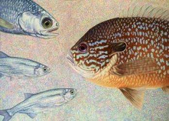 Mooneyes - Sunfish | Obraz na stenu