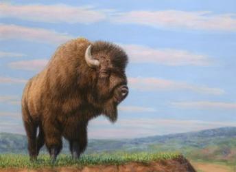 American Bison | Obraz na stenu