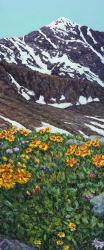 Torrey's Peak in Spring | Obraz na stenu